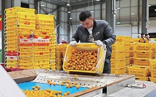 广西融安县：小金橘“炼”成百亿大产业