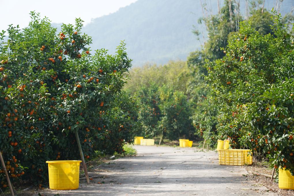 超20亿产值！看沙糖桔的“七十二变”